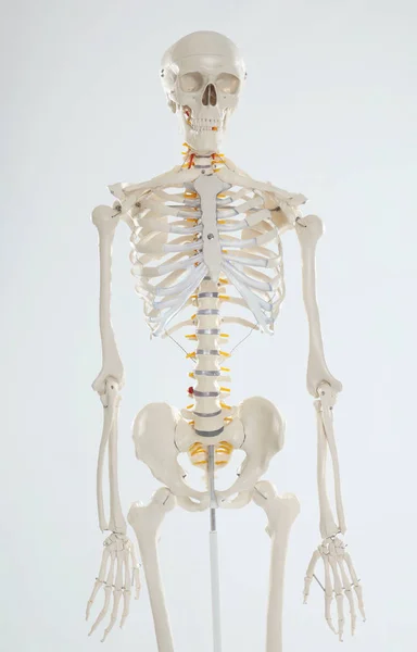 Artificial Human Skeleton Model White Background — Stock Photo, Image