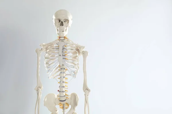 Konstgjorda Mänskliga Skelett Modell Vit Bakgrund Plats För Text — Stockfoto