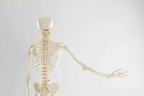 Artificial Human Skeleton Model White Background Back View — Stock Photo, Image