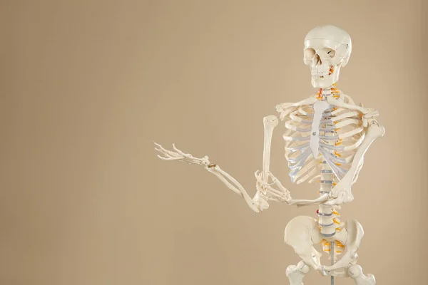 Modelo Esqueleto Humano Artificial Fundo Bege Espaço Para Texto — Fotografia de Stock