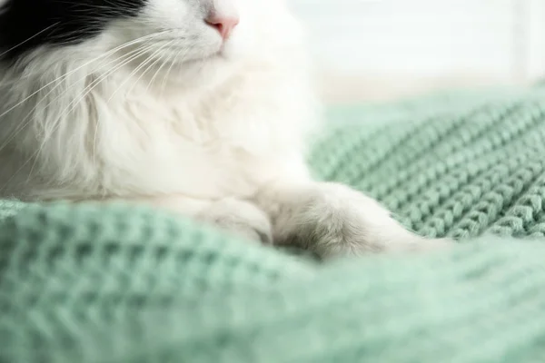 Cute Cat Relaxing Green Knitted Fabric Closeup Lovely Pet — Stock Photo, Image