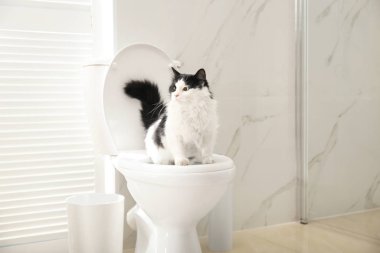 Tuvaletteki klozette oturan sevimli kedi.