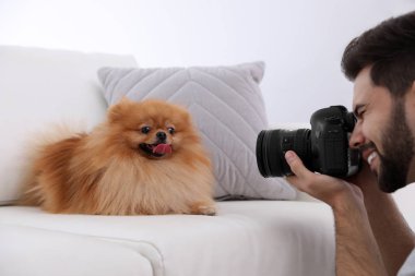 Profesyonel hayvan fotoğrafçısı evde güzel Pomeranya köpeğinin resmini çekiyor.