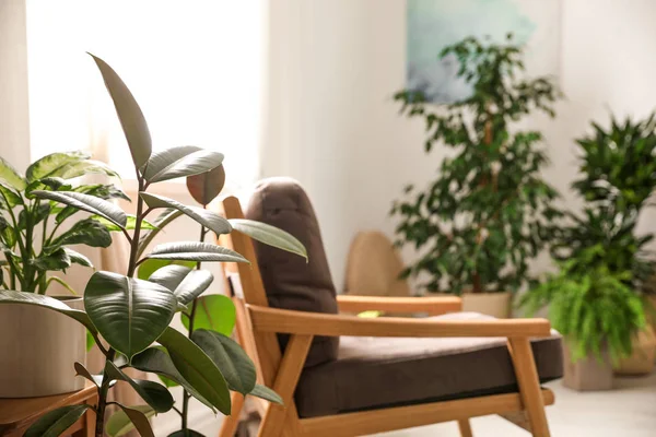 Groene planten in stijlvolle kamer. Home design ideeën — Stockfoto