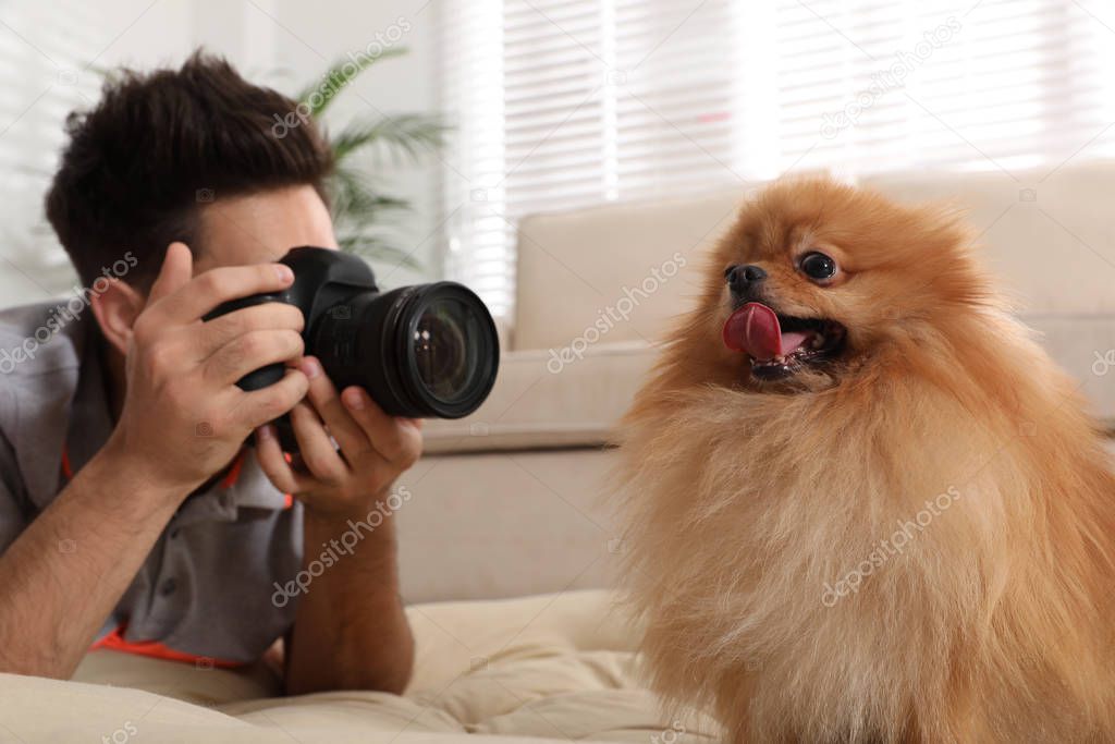 Professional animal photographer taking picture of beautiful Pomeranian spitz dog at home