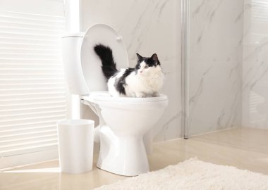 Tuvaletteki klozette oturan sevimli kedi.