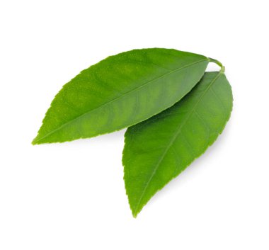 Taze yeşil narenciye yaprakları beyaz üzerine izole