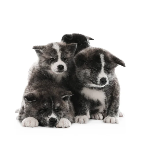 Söta Akita inu valpar på vit bakgrund. Vänliga hundar — Stockfoto