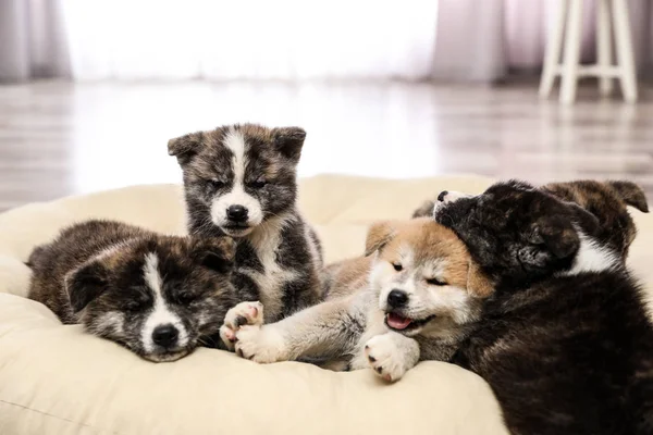 Cachorros Akita Inu Almohada Para Mascotas Lindos Perros — Foto de Stock