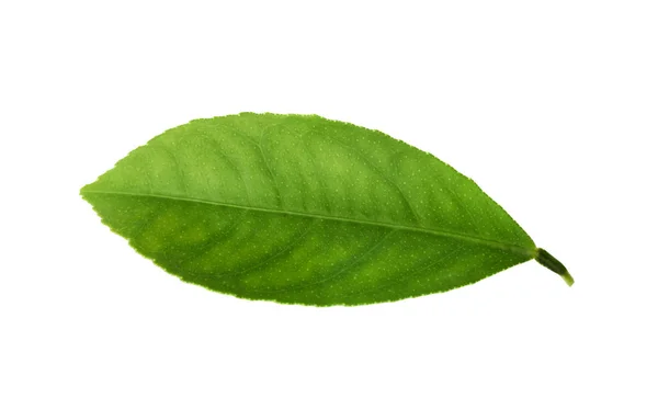 Folha fresca de citrinos verde isolada sobre branco — Fotografia de Stock