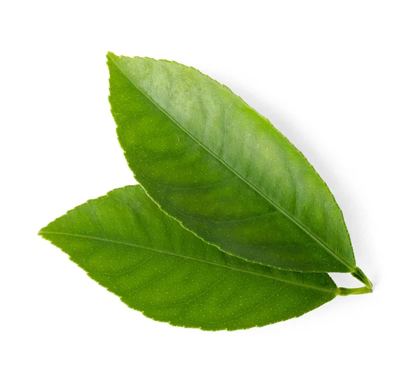Świeże zielone liście cytrusowe odizolowane na biało, widok z góry — Zdjęcie stockowe