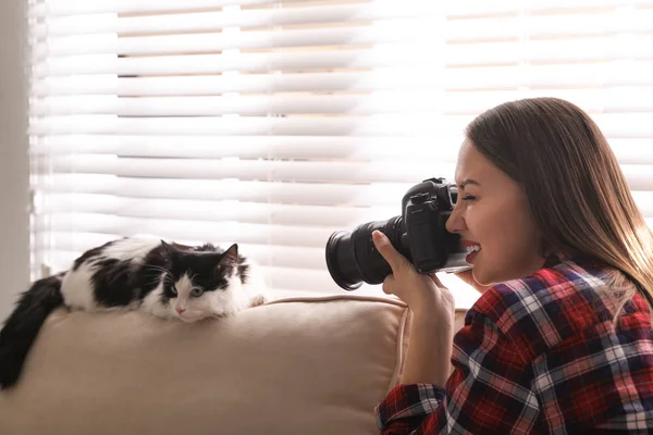 Fotógrafo Profesional Animales Tomando Fotos Hermoso Gato Casa — Foto de Stock