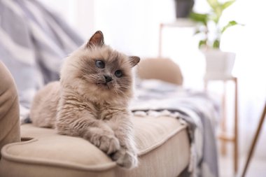 Birman kedisi evdeki kanepede, mesaj için yer var. Sevimli hayvan.