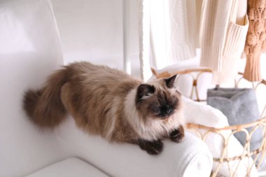 Evdeki koltukta oturan sevimli Balili kedi. Yumuşak bir hayvan.