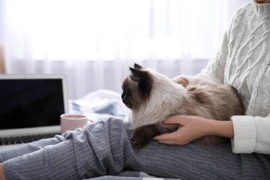 Evde yatağında sevimli Balili kedisi olan bir kadın, yakın plan. Yumuşak bir hayvan.