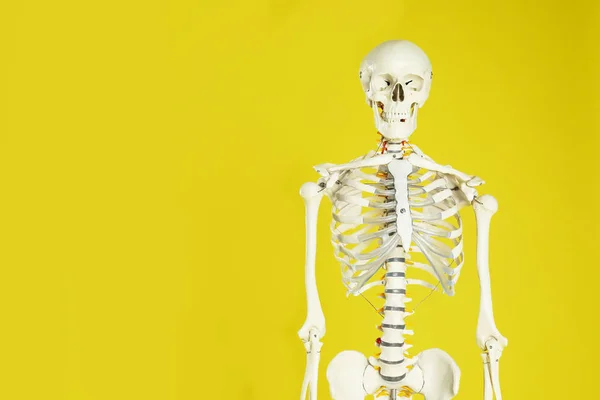 Modelo Esqueleto Humano Artificial Fundo Amarelo Espaço Para Texto — Fotografia de Stock