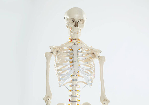 Artificial human skeleton model on white background
