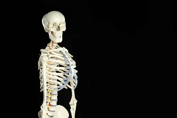 Τεχνητό Ανθρώπινο Μοντέλο Σκελετού Μαύρο Φόντο Χώρος Για Κείμενο — Φωτογραφία Αρχείου