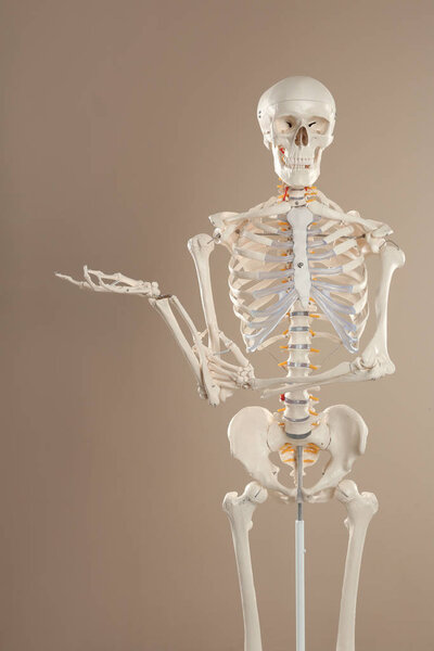 Artificial human skeleton model on beige background