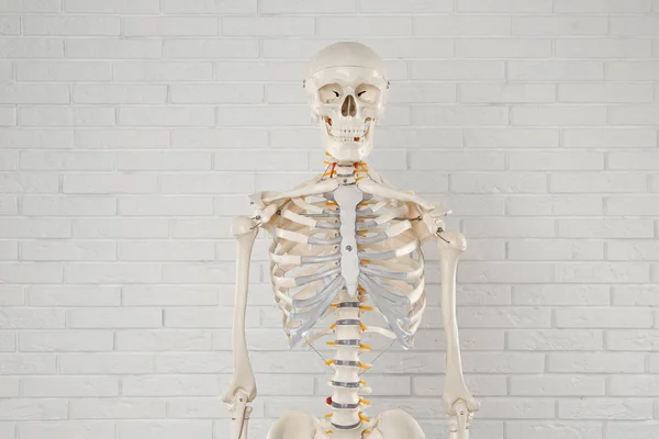 Artificial human skeleton model near white brick wall