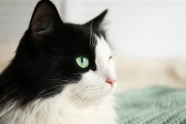 緑のニット生地でリラックスしたかわいい猫 クローズアップ 可愛いペット — ストック写真