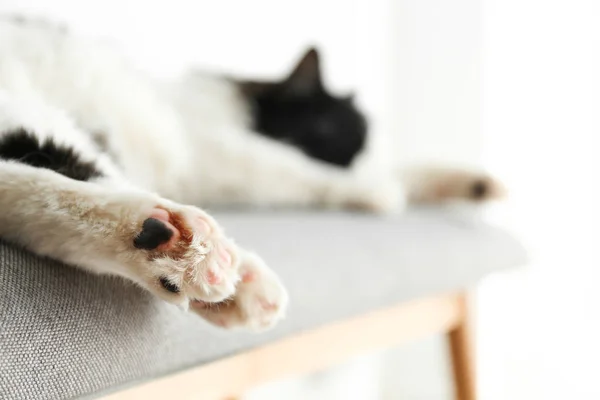 Cute Cat Relaxing Bench Closeup Lovely Pet — Stock Photo, Image