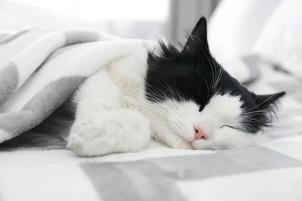 Gato Bonito Relaxante Cama Bonito Animal Estimação — Fotografia de Stock