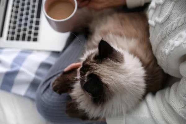 Mulher Com Seu Gato Balinês Bonito Cama Casa Acima Vista — Fotografia de Stock