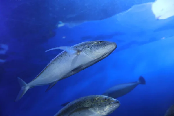Prachtige Blauwvintonijn Trevally Vis Helder Aquarium Lage Hoek Uitzicht — Stockfoto
