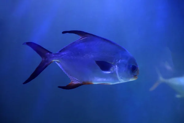 Palometa Vissen Zwemmen Helder Aquariumwater — Stockfoto