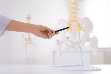 Orthopedist pointing on human spine model in clinic, closeup clipart