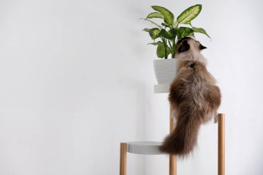 Şirin Balili kedi evdeki beyaz duvarın yanında duruyor, mesaj için yer var. Yumuşak bir hayvan.
