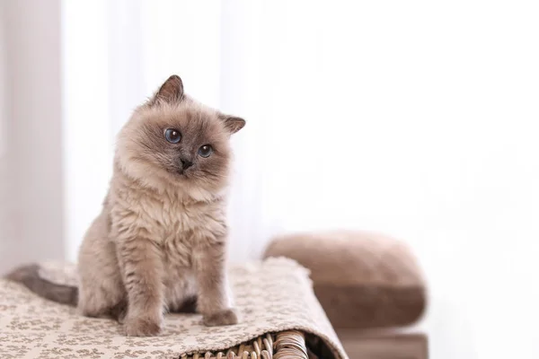 Birman Kat Rieten Borst Thuis Ruimte Voor Tekst Leuk Huisdier — Stockfoto