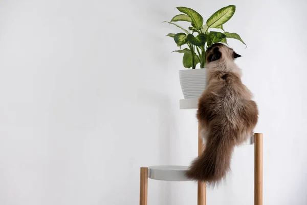 Lindo Gato Balinés Pie Planta Cerca Pared Blanca Casa Espacio — Foto de Stock