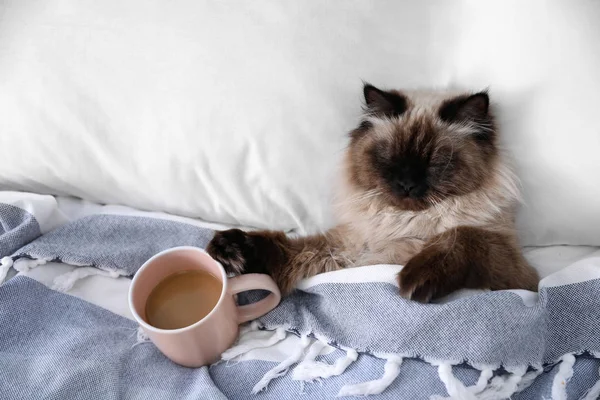 Χαριτωμένο Μπαλί Γάτα Καλύπτονται Κουβέρτα Στο Κρεβάτι Στο Σπίτι Χνουδωτό — Φωτογραφία Αρχείου