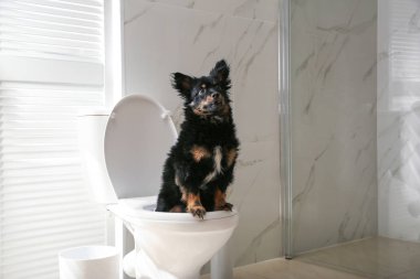 Modern banyoda klozetin üzerinde oturan sevimli köpek.