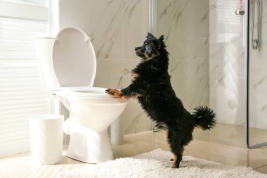 Modern banyoda klozetin yanında sevimli bir köpek var.