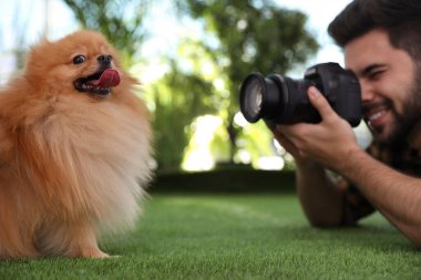 Profesyonel hayvan fotoğrafçısı çimlerin üzerinde güzel Pomeranya köpeğinin resmini çekiyor.