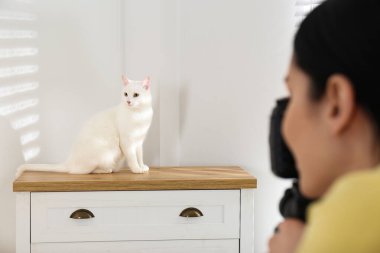 Profesyonel hayvan fotoğrafçısı güzel beyaz kedinin fotoğrafını çekiyor.