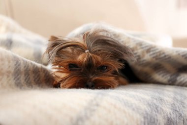 Sevimli Yorkshire teriyeri kanepede ekoseyle kaplanmış.