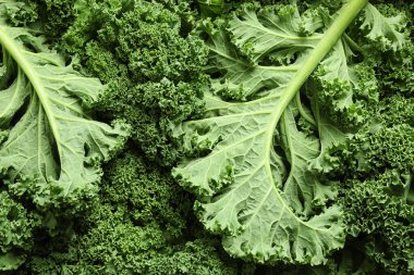 Arka plan olarak taze yeşil lahana yaprakları, yakın plan