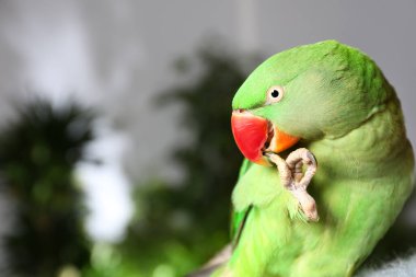 Bulanık arka planda güzel Alexandrine Parakeet. Metin için boşluk