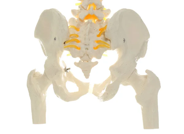 사람의 척추를 흰색으로 분리 한 인공적 인 인간 척추 모델 — 스톡 사진
