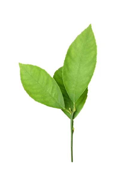 Čerstvá větvička se zelenými citrusovými listy izolovanými na bílém — Stock fotografie