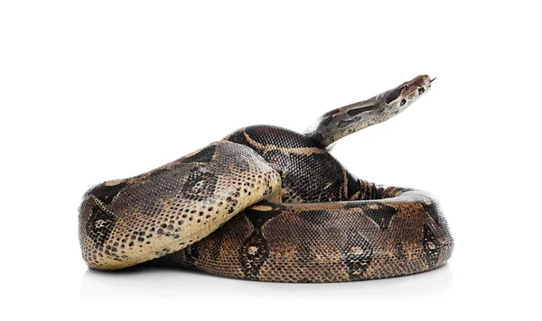 갈색보아 뱀은 흰 배경에 있고. 이국적 인 뱀 — 스톡 사진