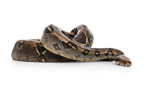 Constritor Brown boa sobre fundo branco. Cobra exótica — Fotografia de Stock