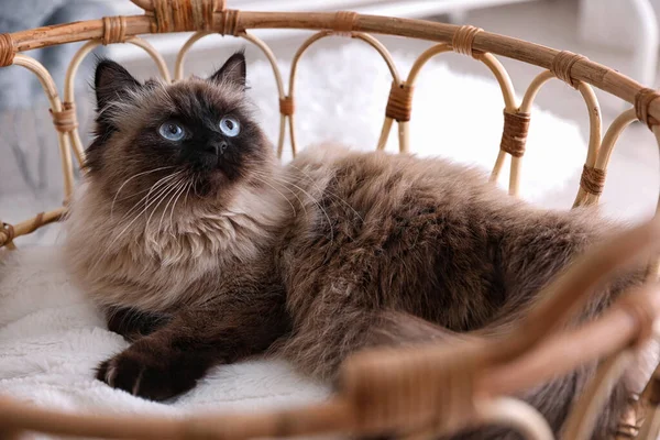 Niedliche Balinesische Katze Korb Hause Flauschiges Haustier — Stockfoto