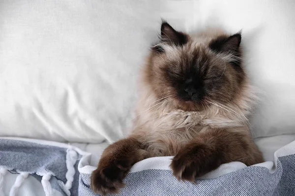 Симпатичная Балийская Кошка Покрытая Одеялом Кровати Дома Пушистый Питомец — стоковое фото