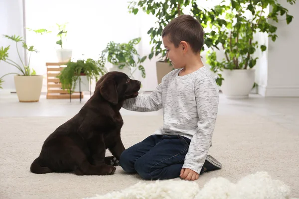 Menino brincando com filhote em casa. Cão amigável — Fotografia de Stock