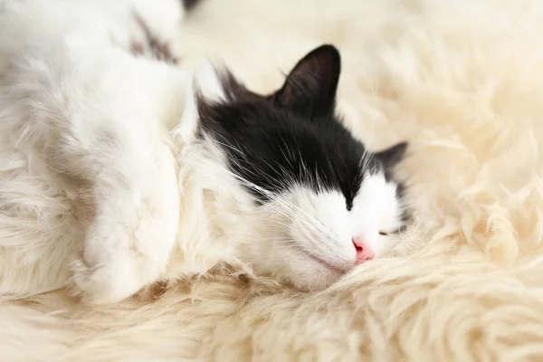Χαριτωμένη Γάτα Που Χαλαρώνει Ψεύτικη Γούνα Υπέροχο Κατοικίδιο — Φωτογραφία Αρχείου